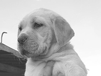 cucciolo cane corso bianco